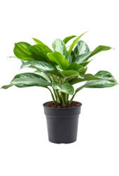 Aglaonema Silver Bay