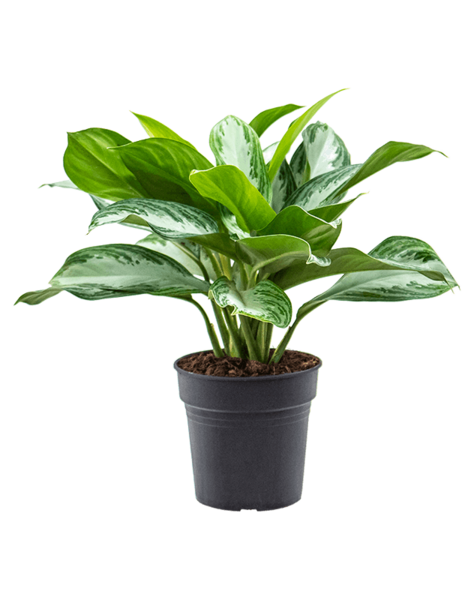 Aglaonema