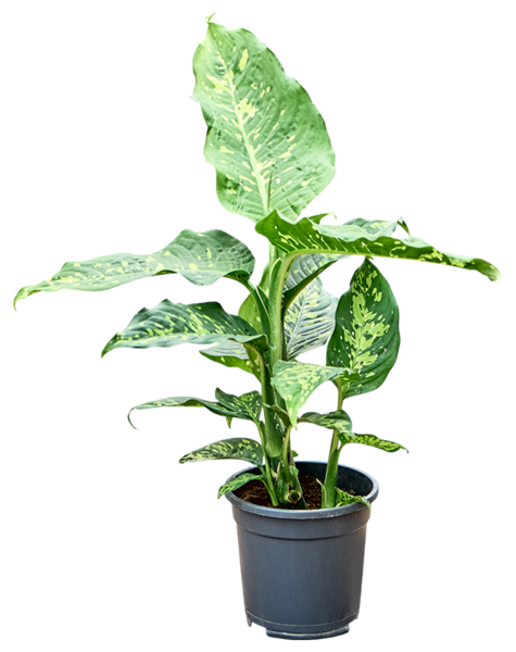 Dieffenbachia