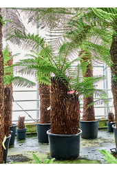 Dicksonia Antarctica