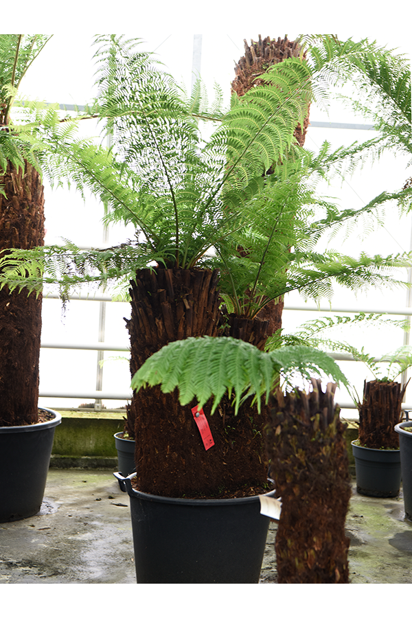 Dicksonia Antarctica