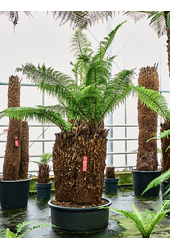 Dicksonia Antarctica