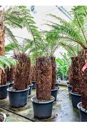 Dicksonia Antarctica