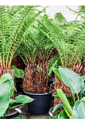 Dicksonia Antarctica