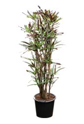 Croton (Codiaeum) Variegatum Mammi