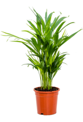 Dypsis (Areca) Lutescens