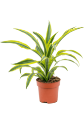 Dracaena Fragrans Lemon Lime