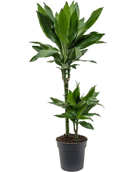 Dracaena