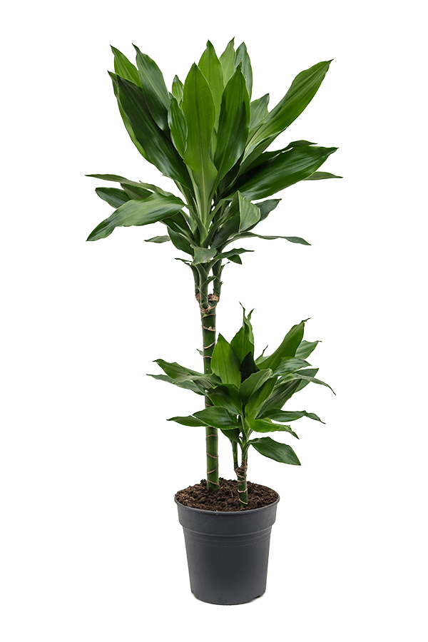 Dracaena Fragrans Janet Lind