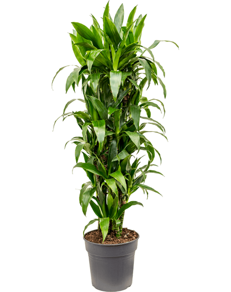 Dracaena