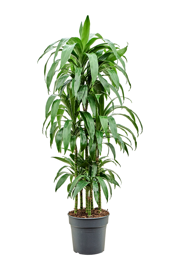 Dracaena Fragrans Janet Craig