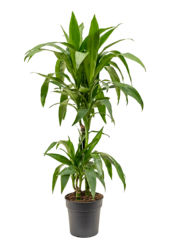 Dracaena Fragrans Janet Craig