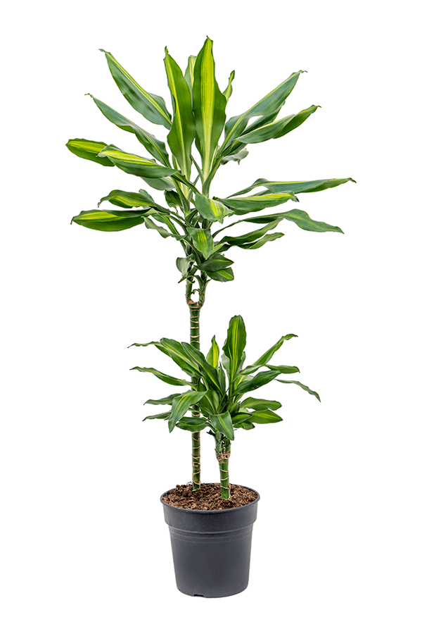 Dracaena Fragrans Cintho