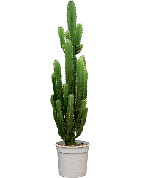 Euphorbia