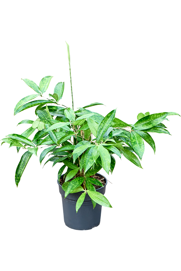 Dracaena Surculosa (40-60)