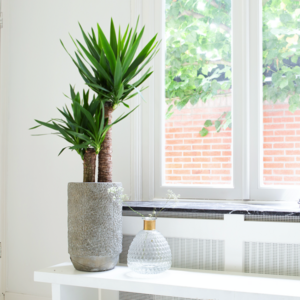 Kamerplanten volle zon