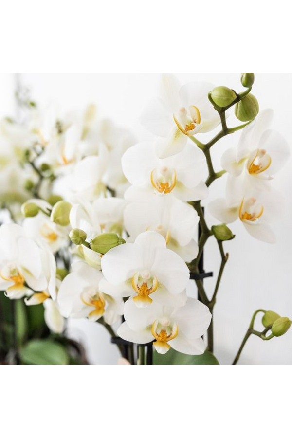 Kolibri Company | Ensemble de plantes Coucher de soleil méditerranéen | Orchidée Phalaenopsis blanche et succulentes avec pots décoratifs en céramique