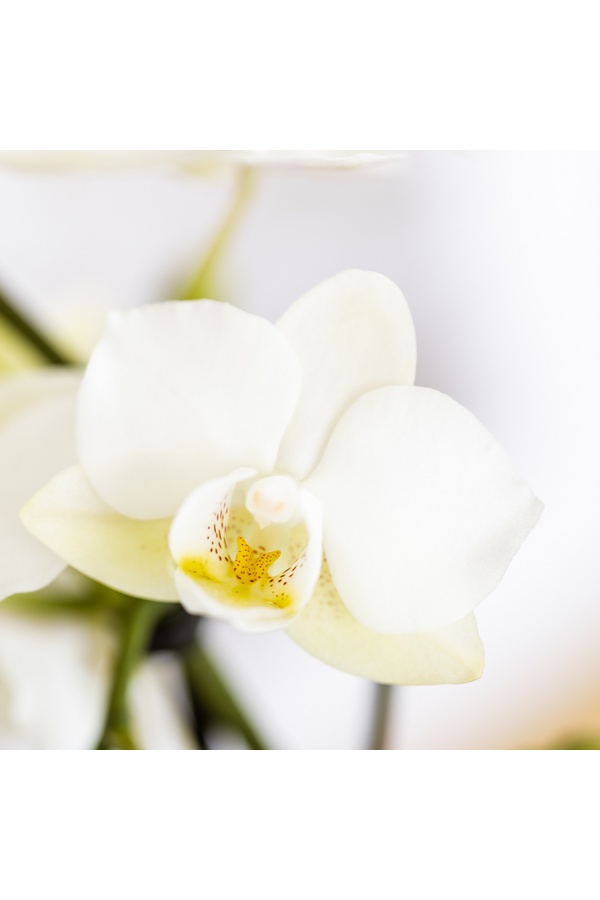 Kolibri Company | Ensemble de plantes Coucher de soleil méditerranéen | Orchidée Phalaenopsis blanche et succulentes avec pots décoratifs en céramique