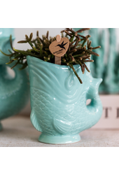 Orchidées Kolibri | Kit de plantes Poisson Turquoise | Set avec orchidée Phalaenopsis blanche Amabilis Ø9cm et plante verte succulente Crassula Hobbit Ø6cm | incl. pots décoratifs en céramique turquoise