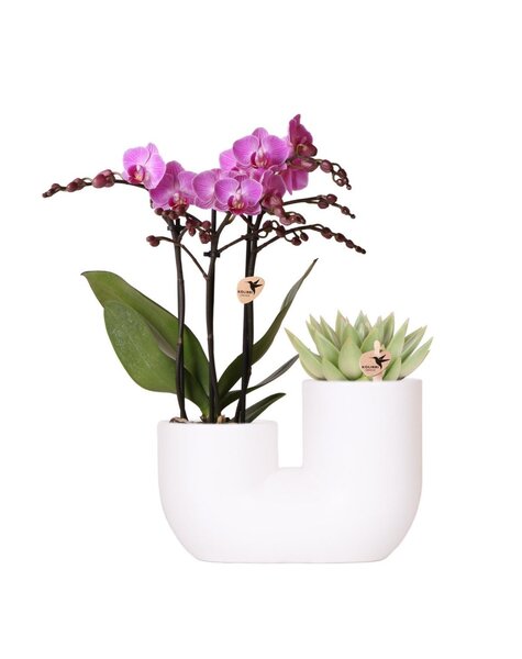 Kolibri Orchids Orchidées