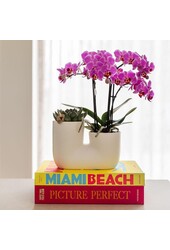 Set d'Orchidée rose Vienna et de Succulente dans un pot décoratif Tube