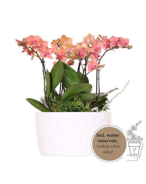 Kolibri Orchids Kolibri-Orchideen | Orangenpflanzen-Set in Honigschale inkl. Wasserreservoir | drei orange Orchideen Bozen 9cm und drei Grünpflanzen | Jungle Bouquet orange mit autarkem Wasserreservoir