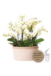 Kolibri Orchidées | Plante blanche dans un panier en coton avec trois orchidées blanches Lausanne 9cm et trois plantes vertes | Bouquet Jungle Blanc avec réservoir d'eau auto-irriguant