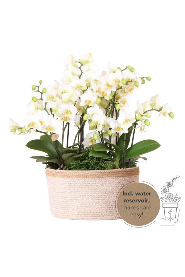 Kolibri Orchidées | Plante blanche dans un panier en coton avec trois orchidées blanches Lausanne 9cm et trois plantes vertes | Bouquet Jungle Blanc avec réservoir d'eau auto-irriguant