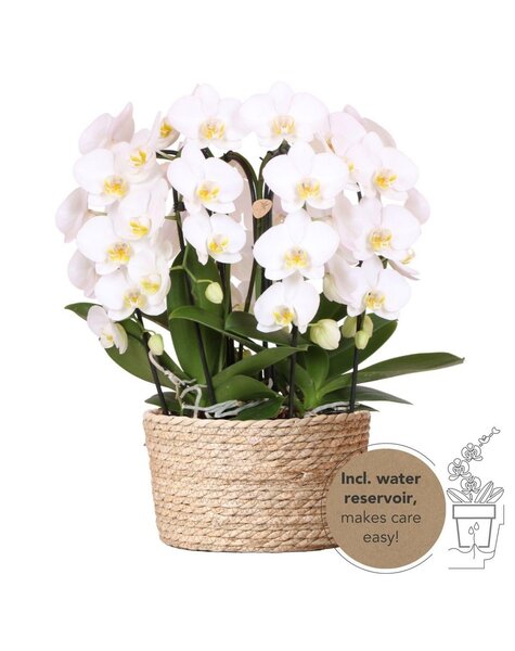 Kolibri Orchids Orchidées Kolibri | Orchidée blanche dans un panier en roseau avec trois orchidées blanches courbées Niagara Automne 12 cm | Mono-bouquet blanc avec réservoir d'eau auto-suffisant