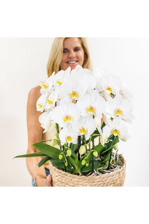 Orchidées Kolibri | Orchidée blanche dans un panier en roseau avec trois orchidées blanches courbées Niagara Automne 12 cm | Mono-bouquet blanc avec réservoir d'eau auto-suffisant