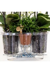 Kolibri Orchideen | Weißer Orchidee im Reedkorb inkl Drei gebogene weiße Orchideen Niagara Herbst 12 cm | Mono -Bouquet weiß mit selbstfürchtigem Wasserreservoir