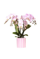 Orchidées Kolibri | Orchidée Phalaenopsis rose Portugal + Pot Painted Stripe rose – Taille du pot Ø9cm | Plante d'intérieur fleurie – fraîchement du producteur