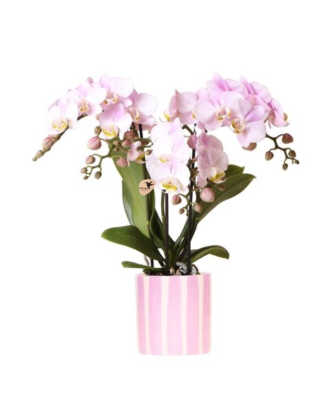 Kolibri Orchids Kolibri-Orchideen | Rosa Phalaenopsis-Orchidee Portugal + Painted Stripe Topf rosa – Topfgröße Ø9cm | blühende Zimmerpflanze – frisch vom Züchter