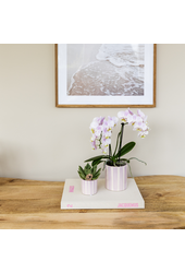 Orchidées Kolibri | Orchidée Phalaenopsis rose Portugal + Pot Painted Stripe rose – Taille du pot Ø9cm | Plante d'intérieur fleurie – fraîchement du producteur