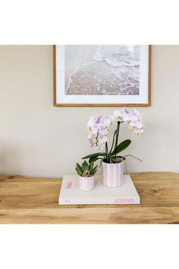 Orchidées Kolibri | Orchidée Phalaenopsis rose Portugal + Pot Painted Stripe rose – Taille du pot Ø9cm | Plante d'intérieur fleurie – fraîchement du producteur