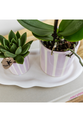 Orchidées Kolibri | Orchidée Phalaenopsis rose Portugal + Pot Painted Stripe rose – Taille du pot Ø9cm | Plante d'intérieur fleurie – fraîchement du producteur