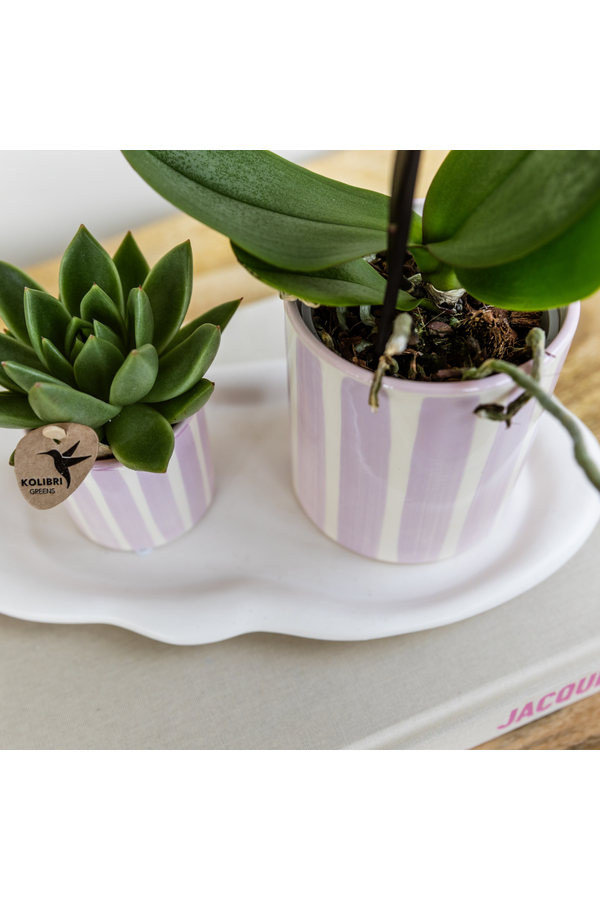 Orchidées Kolibri | Orchidée Phalaenopsis rose Portugal + Pot Painted Stripe rose – Taille du pot Ø9cm | Plante d'intérieur fleurie – fraîchement du producteur