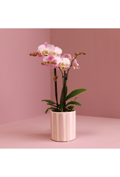 Orchidées Kolibri | Orchidée Phalaenopsis rose Portugal + Pot Painted Stripe rose – Taille du pot Ø9cm | Plante d'intérieur fleurie – fraîchement du producteur