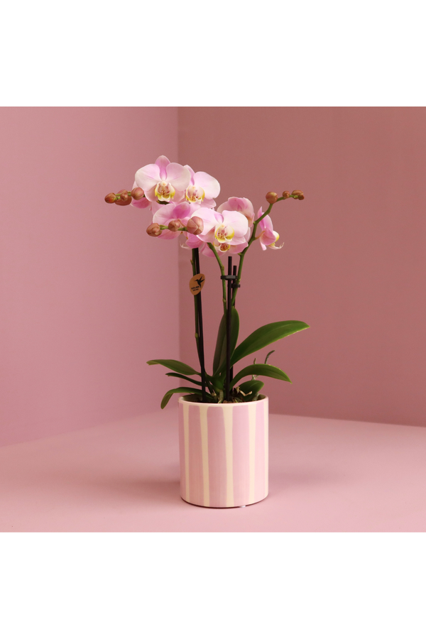 Kolibri-Orchideen | Rosa Phalaenopsis-Orchidee Portugal + Painted Stripe Topf rosa – Topfgröße Ø9cm | blühende Zimmerpflanze – frisch vom Züchter