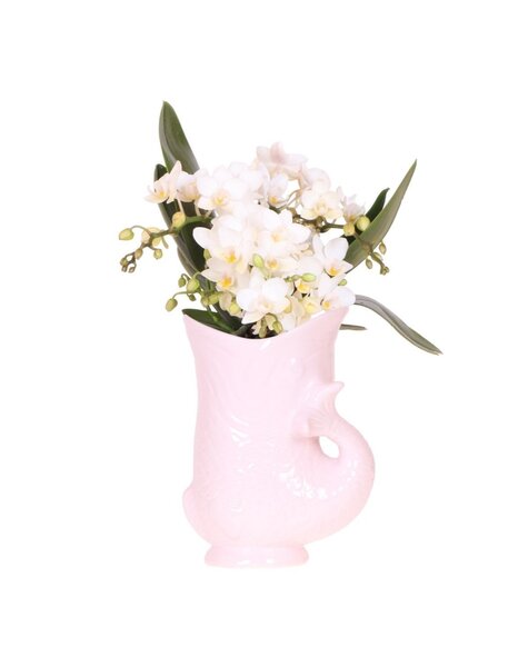 Kolibri Orchids Kolibri-Orchideen | Weiße Orchidee 'Nazaré' + Fischtopf rosa - Topfgröße Ø9cm | blühende Zimmerpflanze – frisch vom Züchter