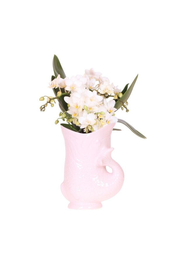 Orchidées Kolibri | Orchidée blanche 'Nazaré' + Pot poisson rose - Taille du pot Ø9cm | Plante d'intérieur fleurie – fraîchement de l'horticulteur