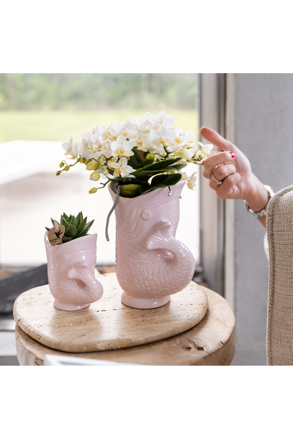 Kolibri-Orchideen | Weiße Orchidee 'Nazaré' + Fischtopf rosa - Topfgröße Ø9cm | blühende Zimmerpflanze – frisch vom Züchter