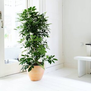 Vingersboom | Schefflera