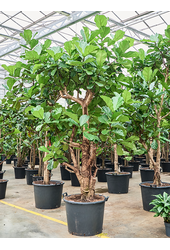 Ficus Lyrata (330/370)