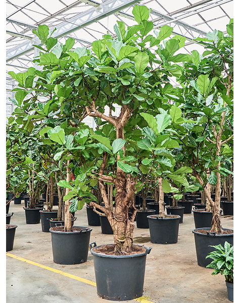Ficus