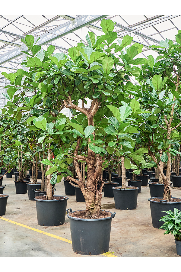 Ficus Lyrata (330/370)