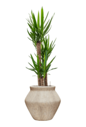 Yucca in Mineral pot