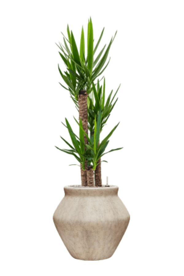 Yucca in Mineral pot