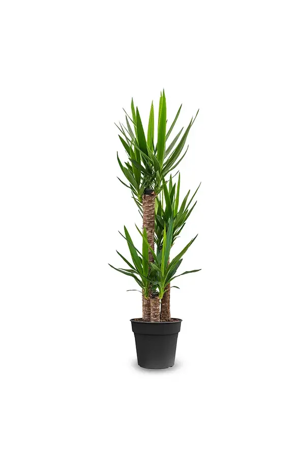 Yucca dans un pot Minéral