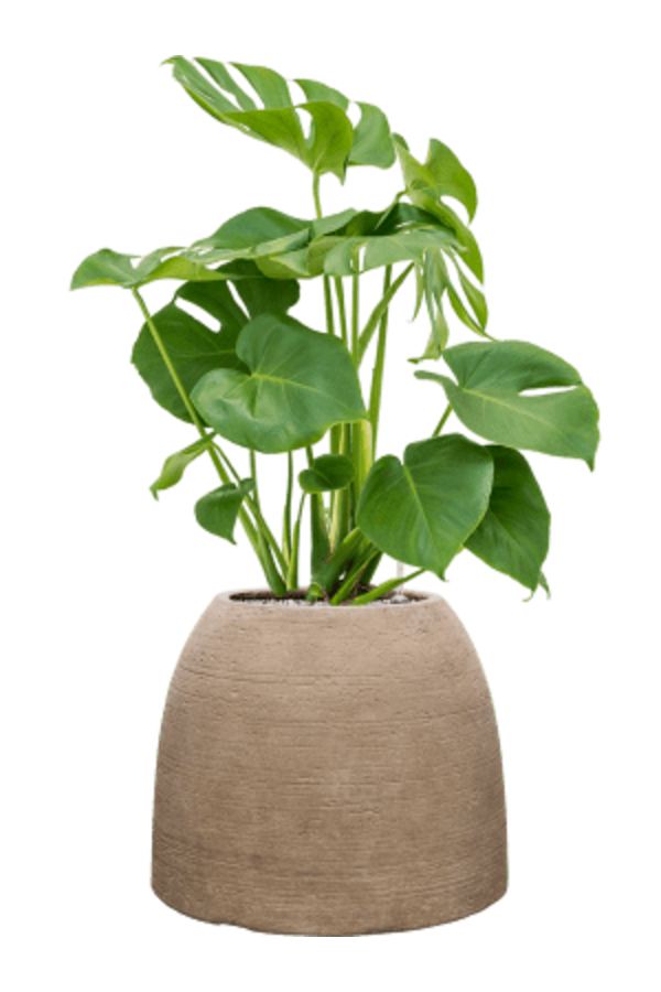 Monstera in Colorado